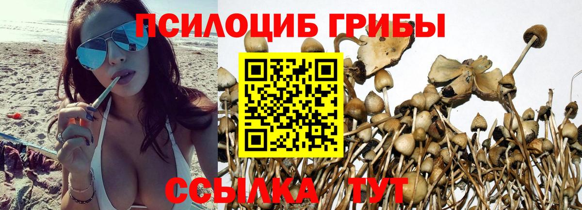 Галлюциногенные грибы прущие грибы  наркота  Кстово  Вход с VPN  Псилоцибиновые грибы Psilocybe 